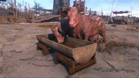 fo4 brahmin